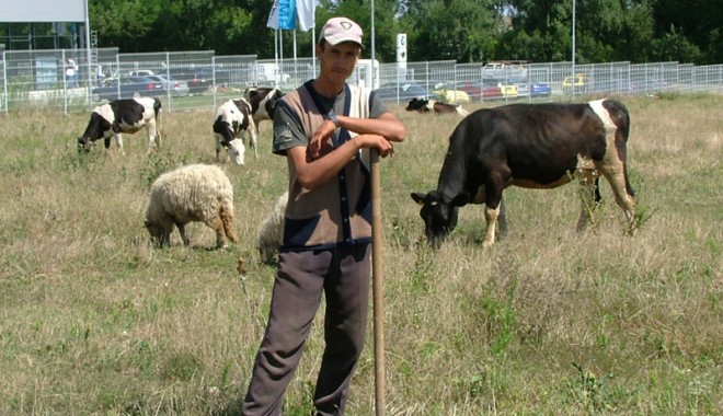 9.700 de crescători de animale nu vor mai achita debitele stabilite abuziv de camerele de conturi - 9700crescatorvaci-1395765196.jpg