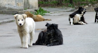 Eutanasierea sau sterilizarea maidanezilor din Constanța? - 9b6d7e37675eaaaada5136deacd7e09c.jpg