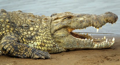 Un crocodil a produs un accident aviatic cu 20 de morți, în Congo - 9dd89c0343aeef155fbe39b0b956d64f.jpg