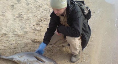 Delfin eșuat pe plaja din Eforie Nord - 9de0d0cd54e75f60509d1c3c0ba40978.jpg