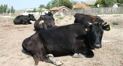 Dacă vacile ar da apă plată, crescătorii de bovine s-ar îmbogăți - 9df8f89419b75c9328447be871147cac.jpg