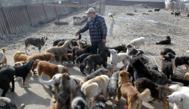 Maidanezii României, subiect blocat.  Aflați cum stăpânesc suedezii fenomenul - 9martiefondbun-1331305429.jpg
