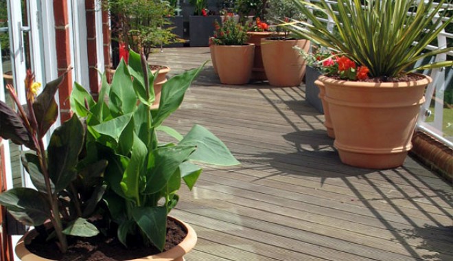 Secrete ale îngrijirii plantelor din ghivece - 9septghivece20g-1378730457.jpg