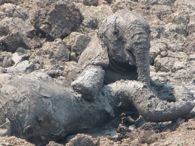 Imagini emoționante: Un pui de elefant și mama lui, salvați de la moarte de către oameni FOTO - a1-1320918104.jpg