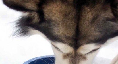 Veterinarul pe recepție - a1a2d4c37bcf89723258332b069889b0.jpg