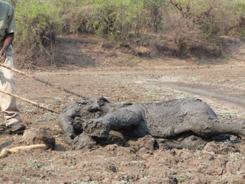 Imagini emoționante: Un pui de elefant și mama lui, salvați de la moarte de către oameni FOTO - a2-1320918142.jpg
