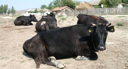 Sprijinul comunitar pentru producătorii de lapte va fi extins până în februarie 2010 - a283fe64e2fbe434793656a8e2f25fb3.jpg