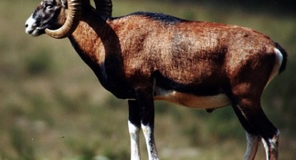 Animale nou apărute în România - a359a8821da0311e90f43df136a0cc2b.jpg