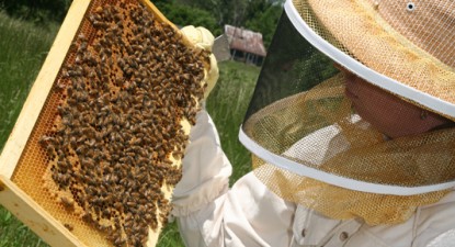 Apicultorii români primesc 10,38 milioane euro de la Uniunea Europeană - a4af1dbb56583c71618f178c789d007a.jpg