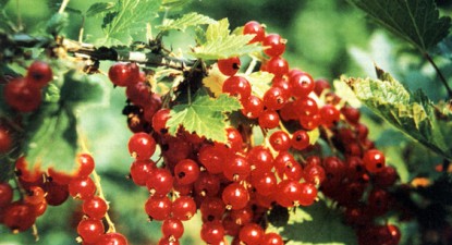 Cătina – antioxidant natural - abe28f78fe096c086384706cddc94de4.jpg
