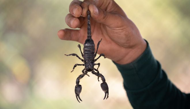 Angajată muşcată de un scorpion la locul de muncă - accidentemunca-1620238401.jpg
