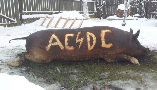 Tăierea porcului de Crăciun, pe ritmuri AC/DC - acdc-1386920341.jpg