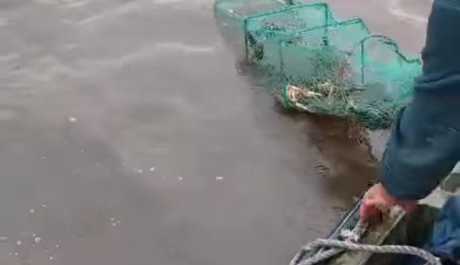 Acțiune a Gărzii de Mediu pe Dunăre. Zeci de pești, eliberați în mediul natural