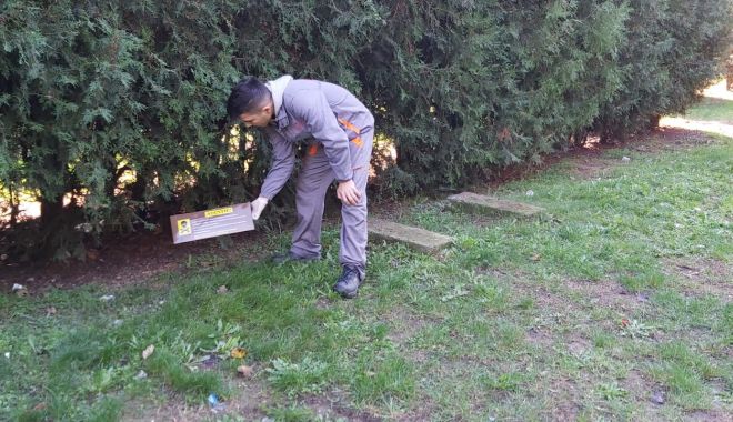 Se reiau acțiunile de deratizare în Municipiul Constanța - actiuniledederatizare-1573505492.jpg