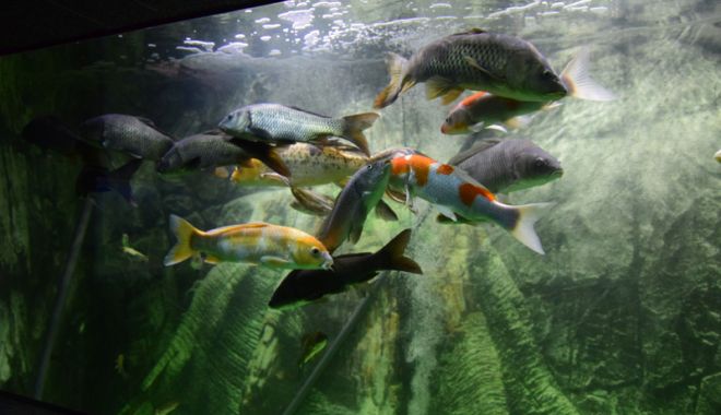 Vreți să vedeți peștișorii de la Acvariu? Care este programul de vizitare - acvariu101-1533734754.jpg