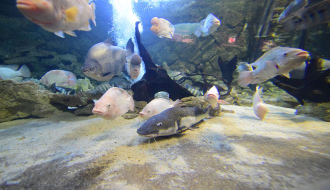 Vreți să vedeți peștișorii de la Acvariu? Care este programul de vizitare - acvariu46-1533734716.jpg