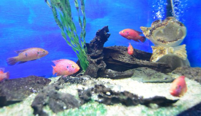 Vreți să vedeți peștișorii de la Acvariu? Care este programul de vizitare - acvariu65-1533734735.jpg