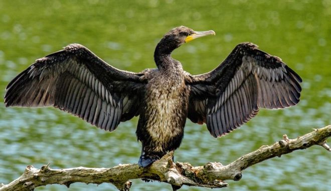 Klaus Iohannis cere reexaminarea legii care permite vânarea cormoranului mare