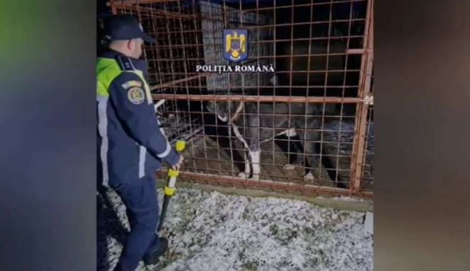 23 de percheziţii, într-un caz de schingiuirea animalelor - ada22ianuarie2024016-1705996656.jpg