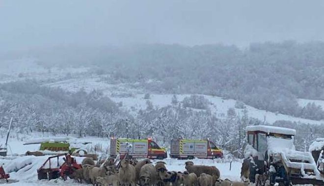 Un saivan s-a prăbuşit peste o turmă de oi; 80 de animale au murit - ada27februarie2023025-1677496435.jpg
