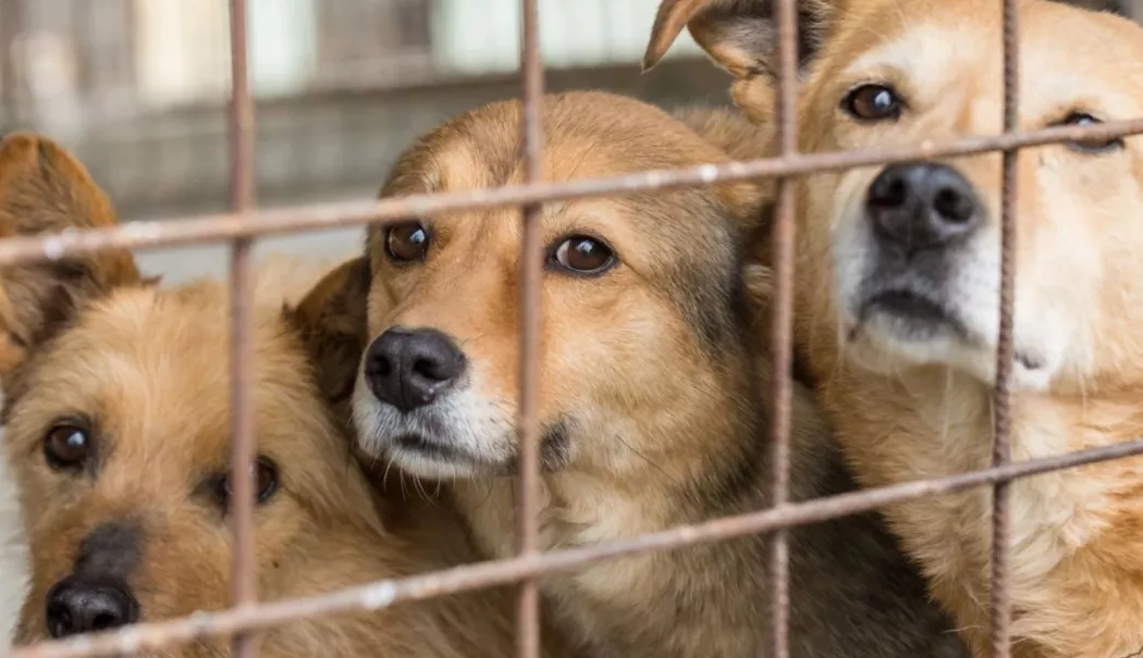 Descinderi la un adăpost de animale. Suspiciuni că sute de câini ar fi fost uciși ilegal