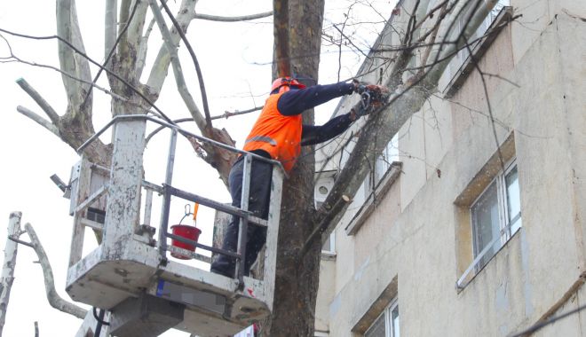 Administrația locală continuă toaletarea arborilor în cartierele din Constanța - administratialocala-1672855917.jpeg