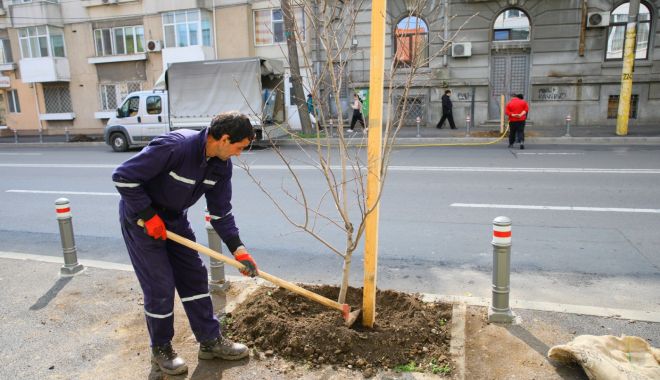 Administrația din Constanța, start pentru campania de plantări - administratieplantari-1583959034.jpg