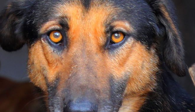 Iubești animalele? Alătură-te campaniei 
