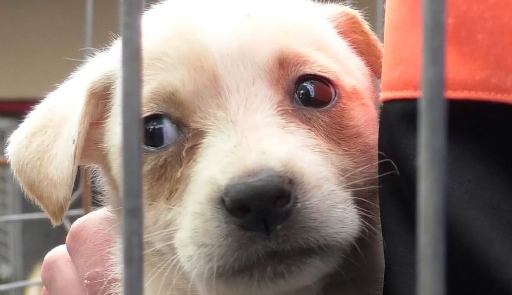 Oferă o șansă unui câine abandonat! Adoptă, este gratuit! - adopta-un-catel-1726422907.jpg