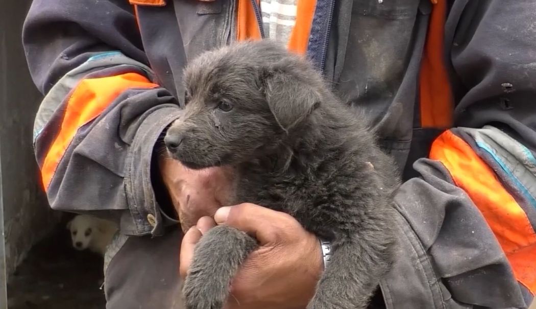 Vrei să adopți un cățel din adăpost? Iată care sunt actele de care ai nevoie - adoptie-catel-1736520546.jpg