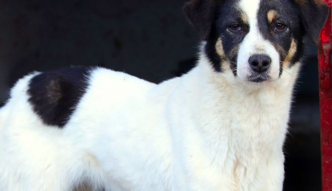 Îți plac animalele? Adoptă un câine de la adăpostul de pe strada Vârful cu Dor - adoptiesursaprimariaconstanta-1583413744.jpg
