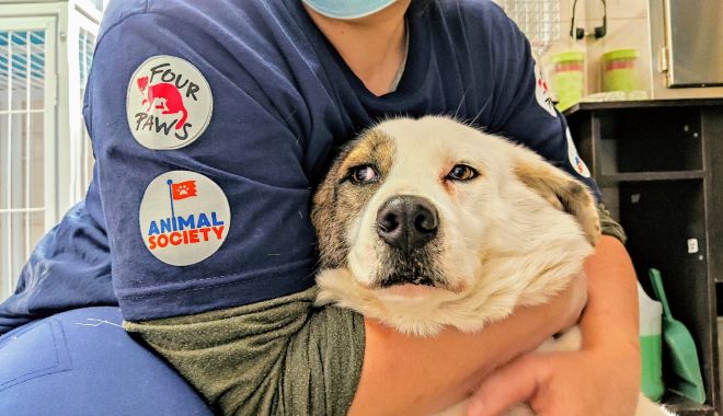 A doua campanie de sterilizare gratuită, la Constanța, la final. 860 de animale de rasă comună, sterilizate - adouacampanie1-1627027547.jpg