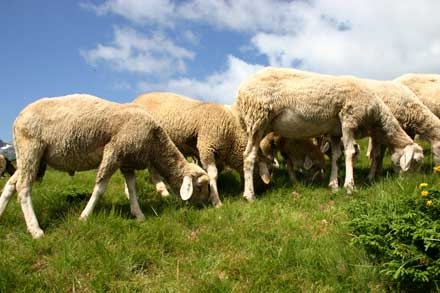 A fost prelungit pășunatul animalelor domestice în terenurile agricole - afostprelungit-1480579584.jpg