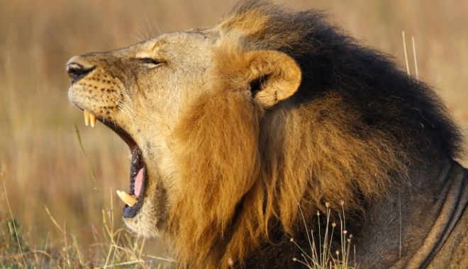 AU SFÂRȘIT TRAGIC! Braconieri devorați de lei, într-o rezervație - africanlionendangered73709800-1530860977.jpg
