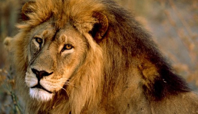 Regele animalelor - africanlionmale436600x450-1320003525.jpg