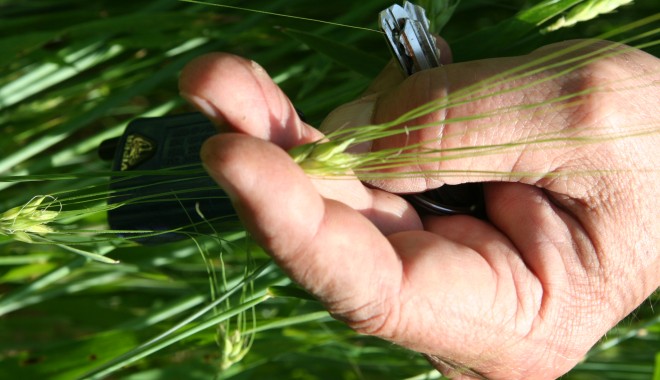 Se depun cereri de ajutor pentru agricultura ecologică! - agigeaagriculturaculturiseceta47-1378121535.jpg