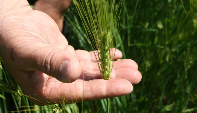 E secetă! Arendașii constănțeni pot scăpa de plata integrală a obligațiilor - agigeaagriculturaculturiseceta48-1344068426.jpg