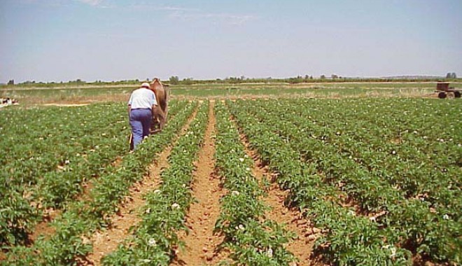 Agricultorii constănțeni vor lua 170 euro pe hectar - plata pe suprafață - agricultori-1348867147.jpg