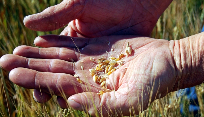 Agricultorii trebuie să negocieze dur cu angrosiștii de cereale - agricultorii-1498228396.jpg
