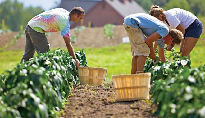 Agricultorii care cultivă plante aromatice vor primi sprijin financiar - agricultoriicarecultiva-1618755322.jpg