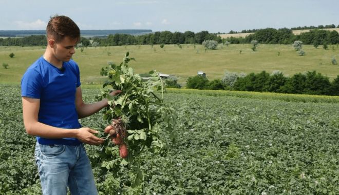 Agricultorii propun autorităţilor un plan naţional pentru salvarea cartofului - agricultoriipropunautoritatilorr-1619348562.jpg