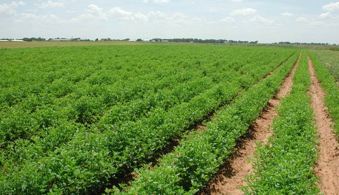 Agricultorii constănțeni primesc 200 de lei pe hectar pentru înființarea  culturilor de toamnă - agricultura-1336051672.jpg