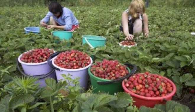 Ce se mai găsește de muncă în străinătate - agricultura-1336772387.jpg