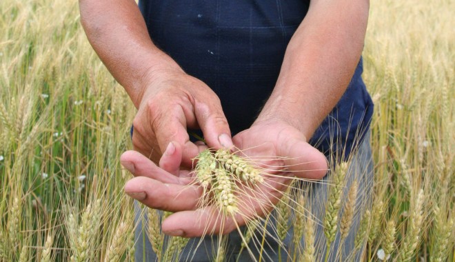 Anunț al APIA, pentru sectorul de agricultură ecologică - agricultura-1381913527.jpg