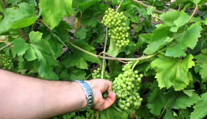 Agricultura, la pământ!  Struguri acri și fructe deshidratate - agricultura-1441119018.jpg