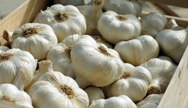 Vin banii pentru cultivatorii de usturoi. Cuantumul maxim al subvenţiei - 3.000 euro/ha
