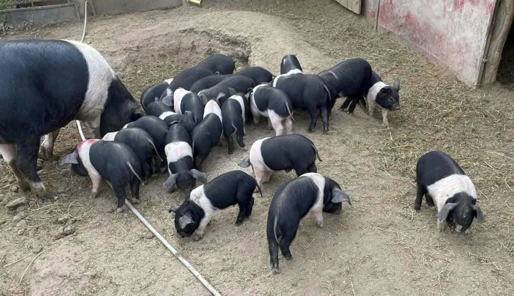 Crescătorii de porci de reproducţie din rasele Bazna şi Mangaliţa se pot înscrie în program până pe 31 iulie