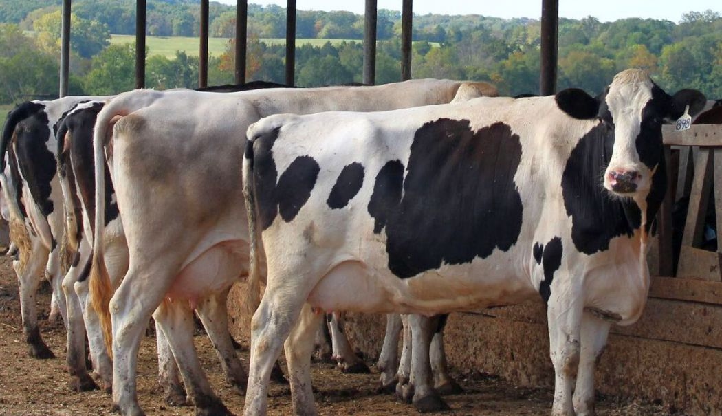 APIA, pregătită informatic să plătească în avans fermierii care au depus cereri de plată în 2024 - agricultura-1723121928.jpg