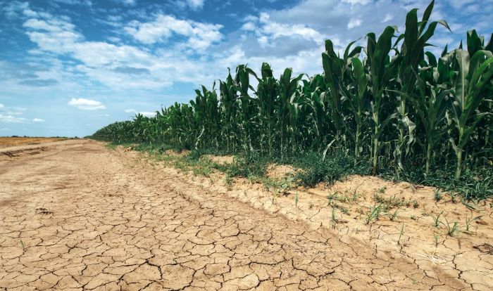 Sprijin de la stat pentru fermierii ale căror afaceri au fost afectate de secetă - agricultura-1723827653.jpg