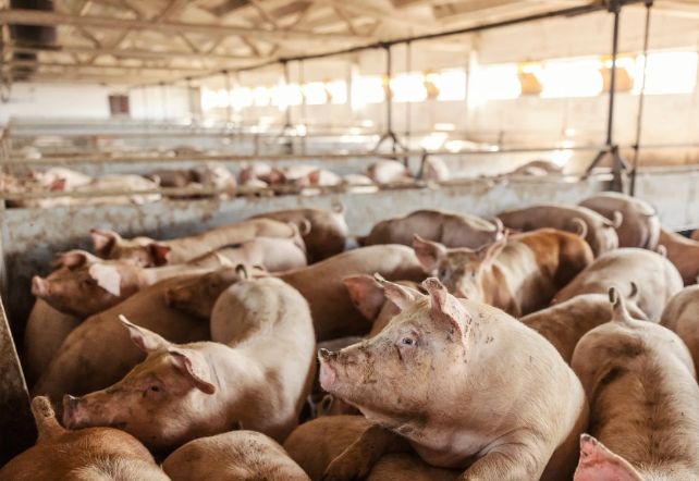 Situație critică a producătorilor de carne de porc. Multe ferme vor pune lacătul pe ușă